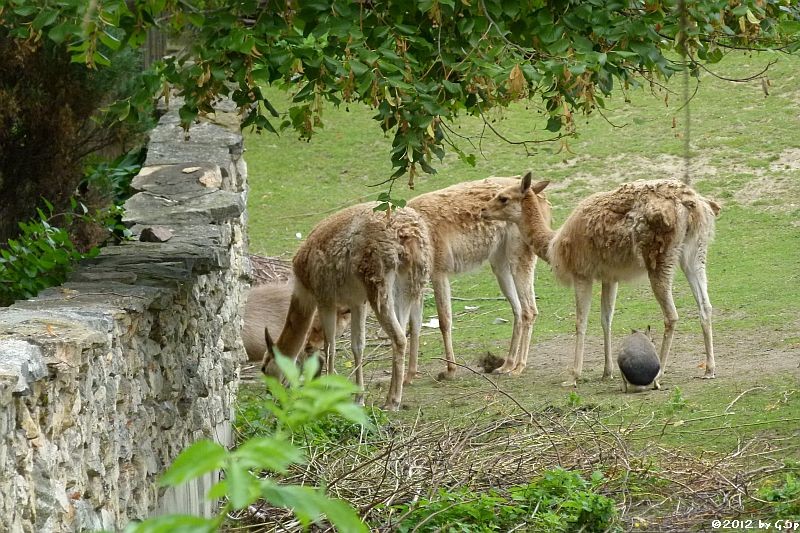 Vikunja, Mara, Capybara