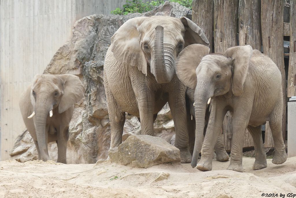 Elefanten Zoo Halle: TANA, PORI, TAMIKA