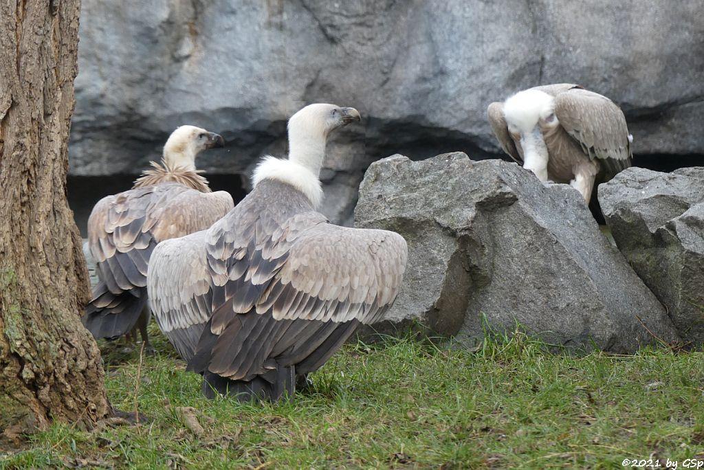 Westlicher Gänsegeier