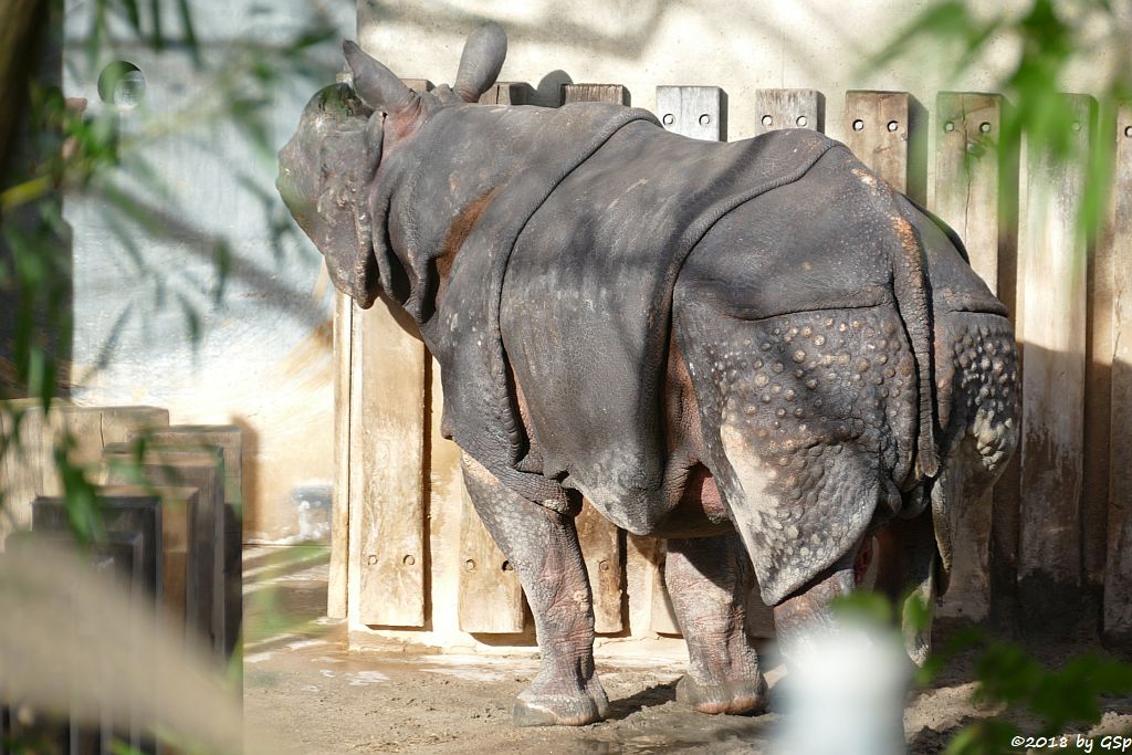 Panzernashorn (Indisches Panzernashorn)