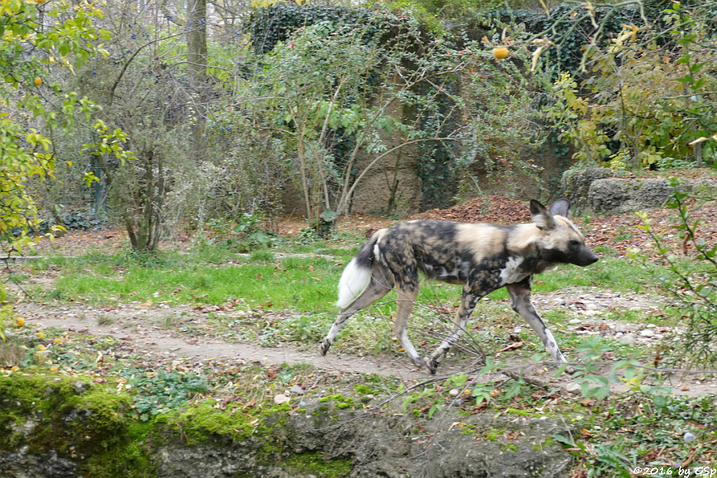 Afrikanischer Wildhund (Hyänenhund, Picassohund)