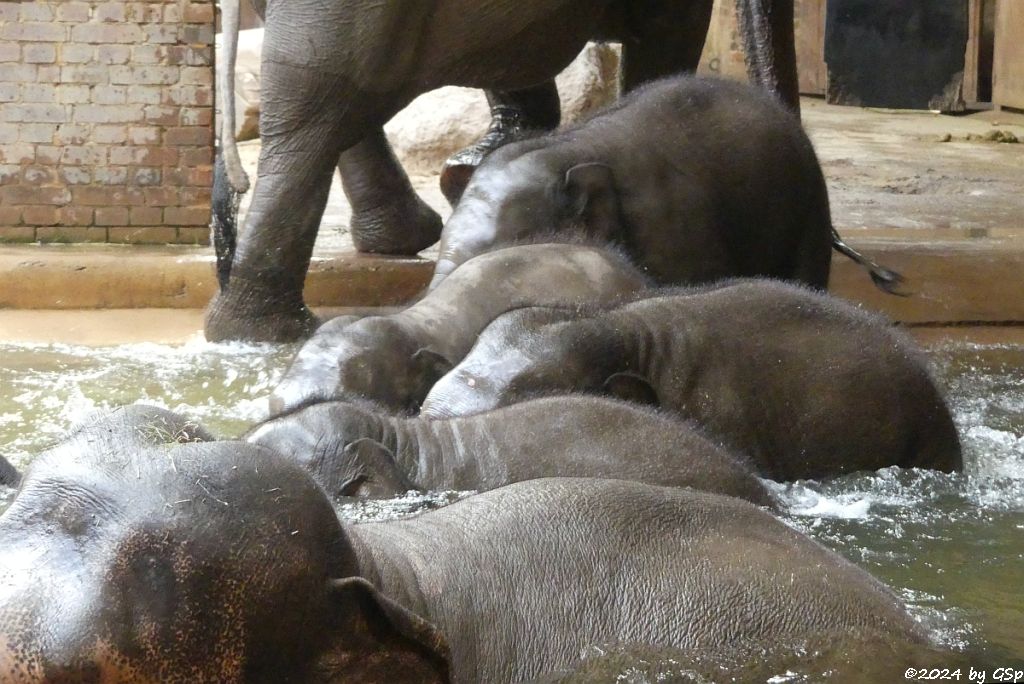 PANTHA, ZAYA, AKITO, SAVANI, BẢO NGỌC, KEWA
