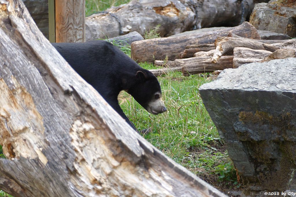 Malaienbär