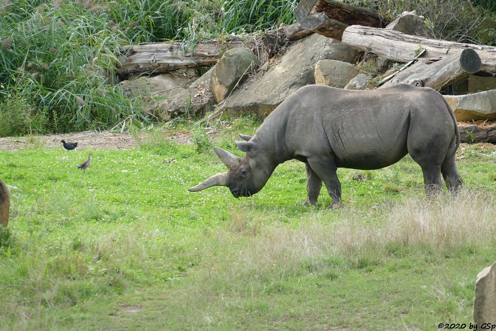 Ostafrikanisches Spitzmaulnashorn (Östliches Spitzmaulnashorn)