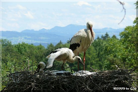 Weißstorch