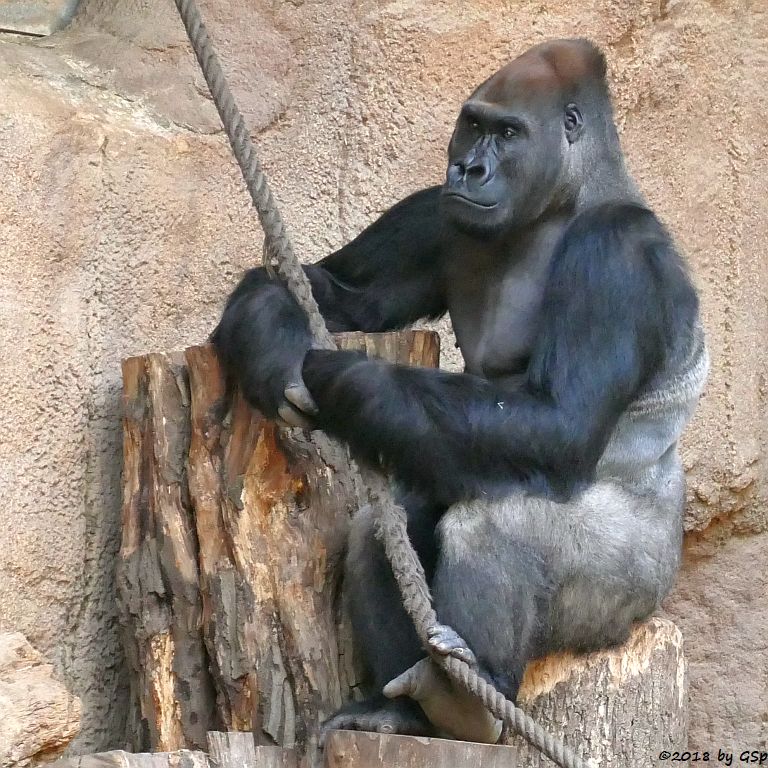 Flachlandgorilla ABEEKU