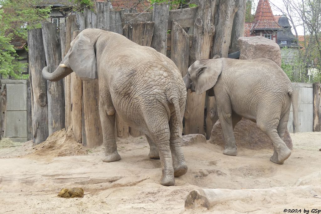 Elefanten Zoo Halle: PORI, TAMIKA