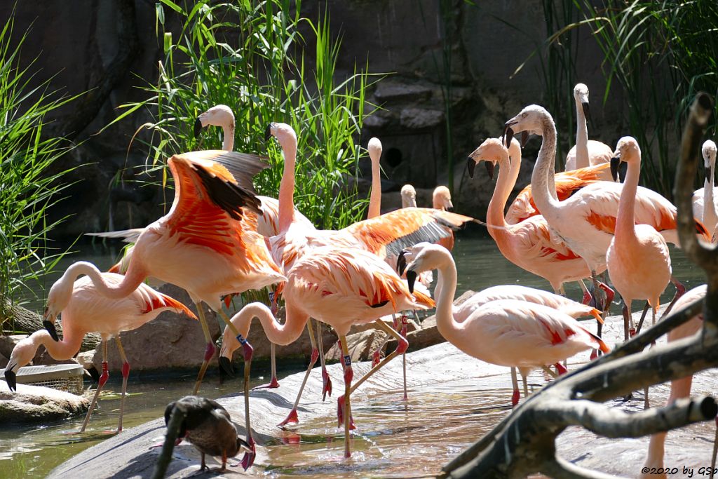 Chileflamingo (Chilenischer Flamingo)