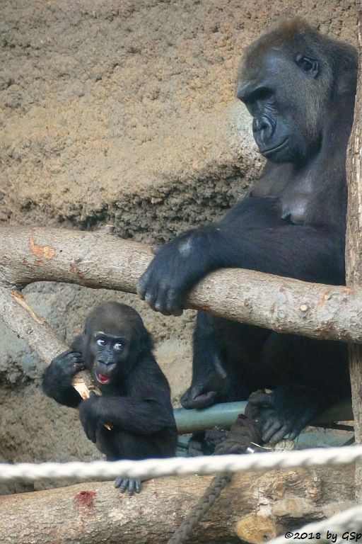 Flachlandgorilla DIAN mit XETSA