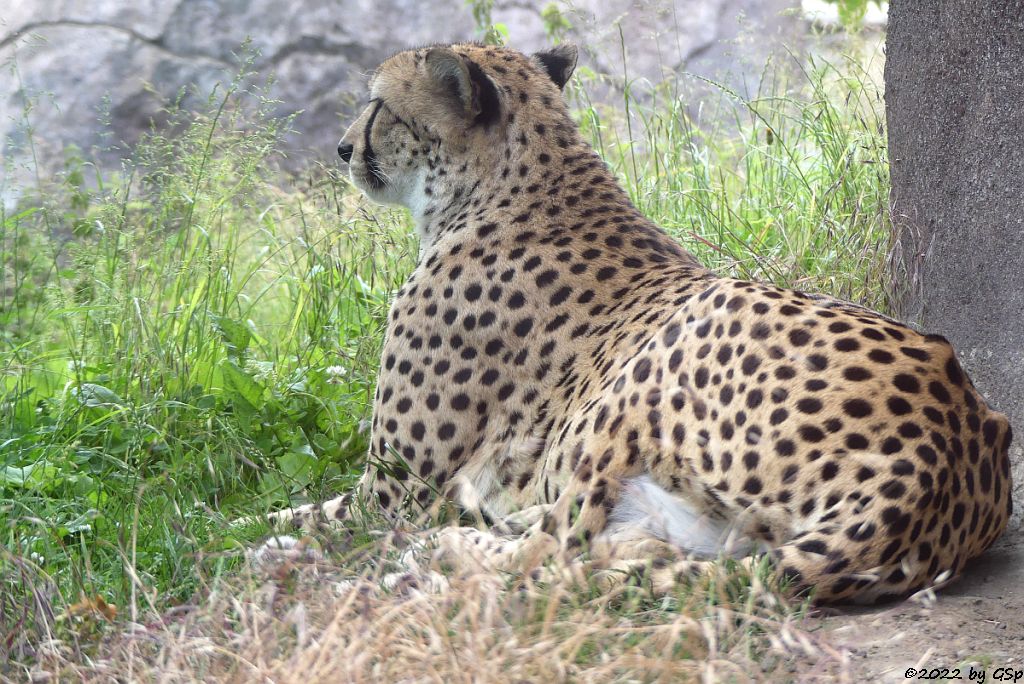 Südafrikanischer Gepard