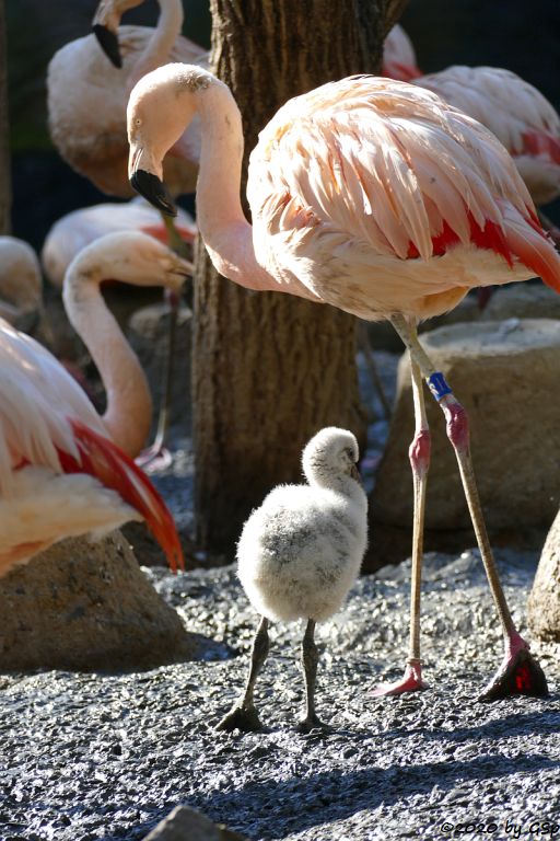 Chileflamingo (Chilenischer Flamingo)