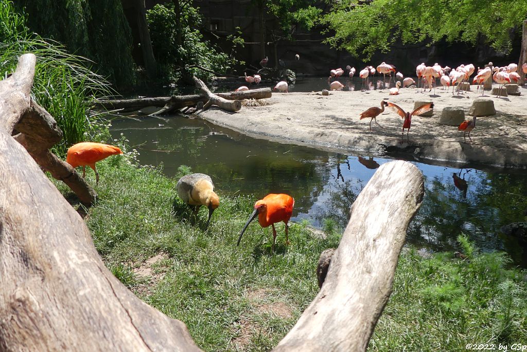 Schwarzzügelibis (Brillenibis), Roter Sichler (Scharlachsichler, Rotibis), Chileflamingo (Chilenischer Flamingo)
