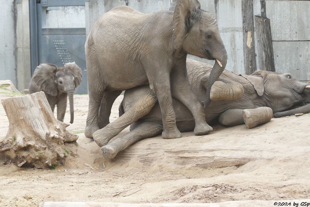 Elefanten Zoo Halle: SIMON, ELANI, TAMIKA