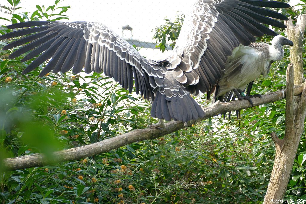 Sperbergeier (Rüppellgeier), Weißrückengeier (Zwerggänsegeier)