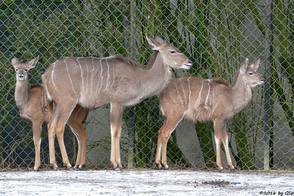 Großer Kudu