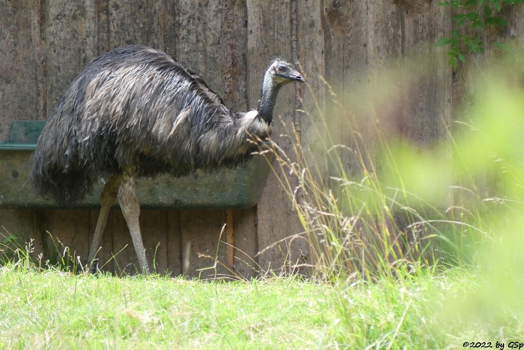 Emu (Großer Emu)