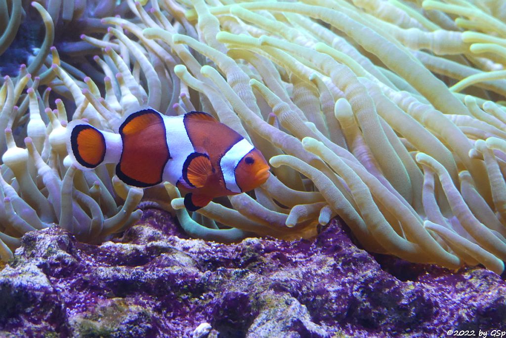 Orangeringelfisch (Westlicher Clownfisch, Organge-Ringel-Anemonenfisch)