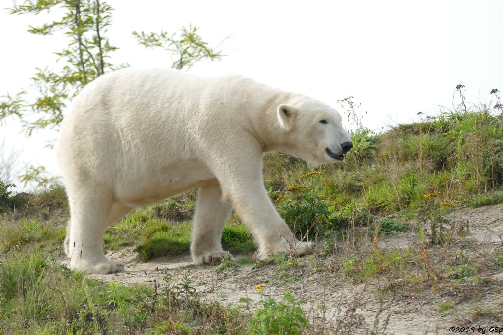 Eisbär (Polarbär)