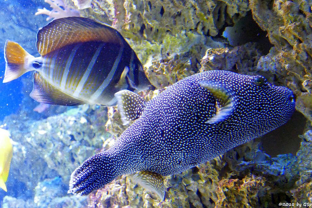 Pazifischer Segelflossen-Doktorfisch (Östl. Segelflossen-Doktorfisch), Sternenkugelfisch (Perlhuhn-Kugelfisch)