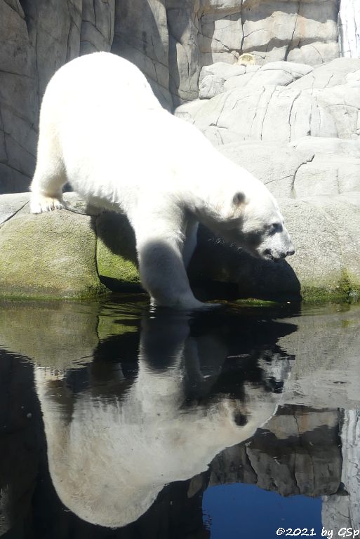 Eisbär (Polarbär)