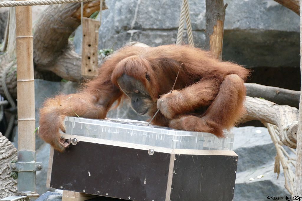 Sumatra-Orang-Utan