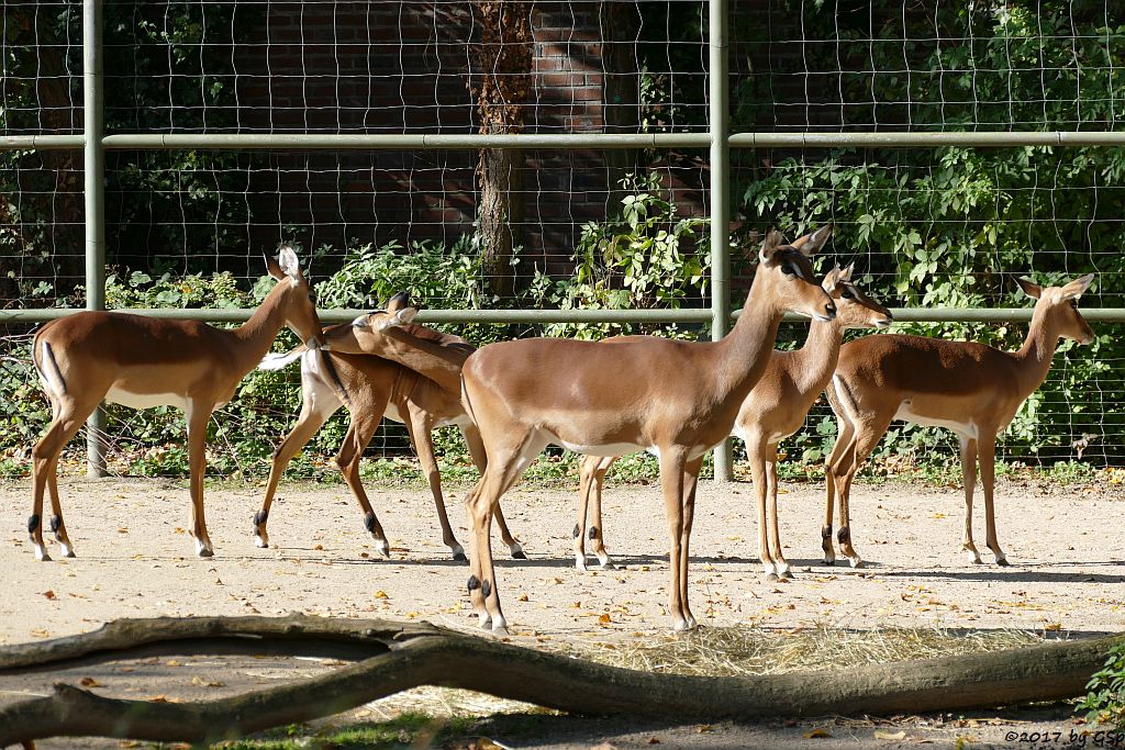 Gewöhnliche Impala (Schwarzfersenantilope)
