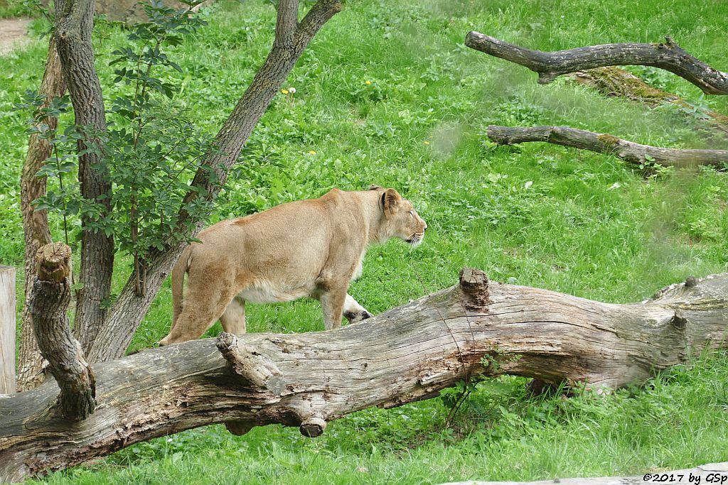 Asiatischer Löwe