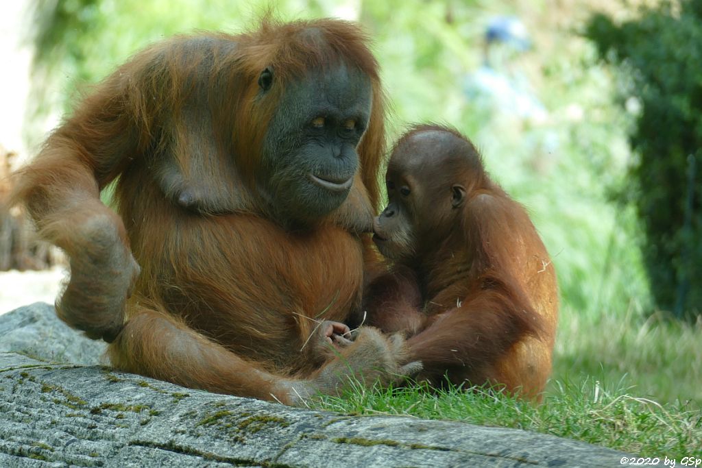 Sumatra-Orang-Utan