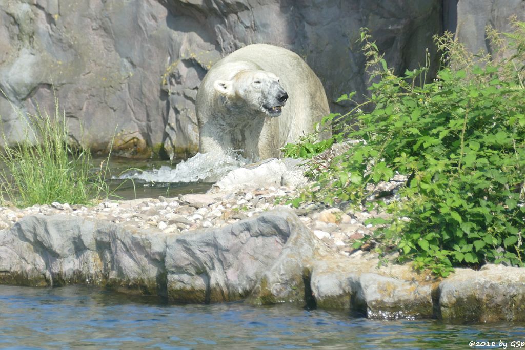 Eisbär (Polarbär) BILL