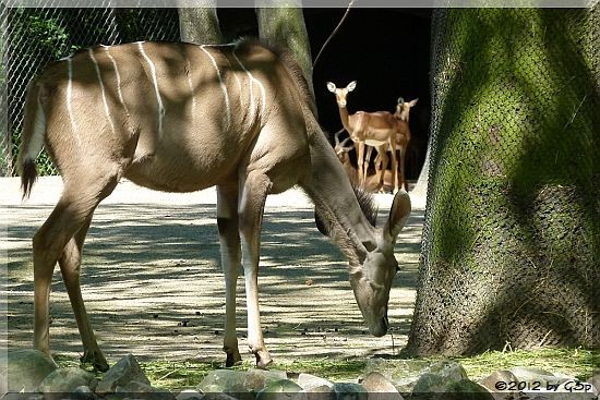 Großer Kudu, Impala