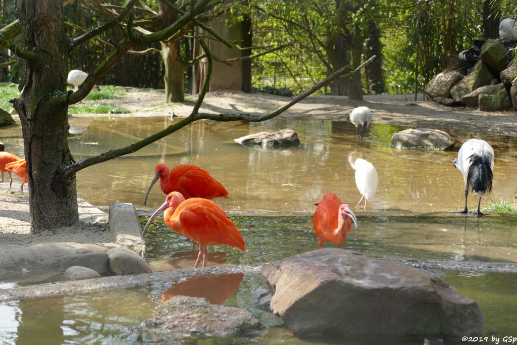 Roter Sichler (Scharlachibis, Rotibis), Kuhreiher, Heiliger Ibis