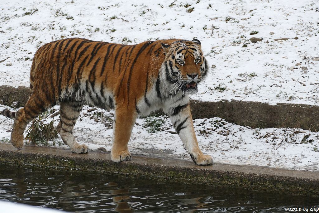 Amurtiger (Sibirischer Tiger, Mandschu-Tiger) JEGOR