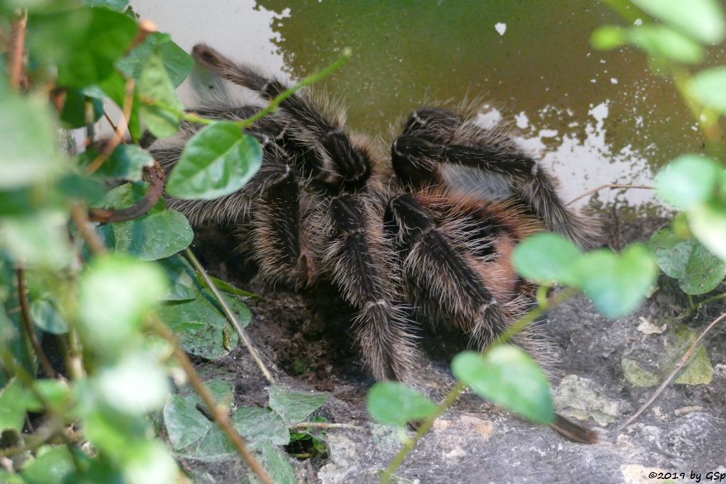 Brasilianische Riesenvogelspinne