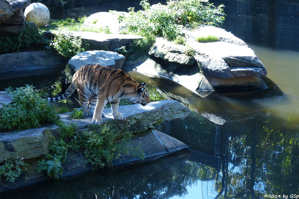 Sibirische Tigerin, geb. am 10.08.13