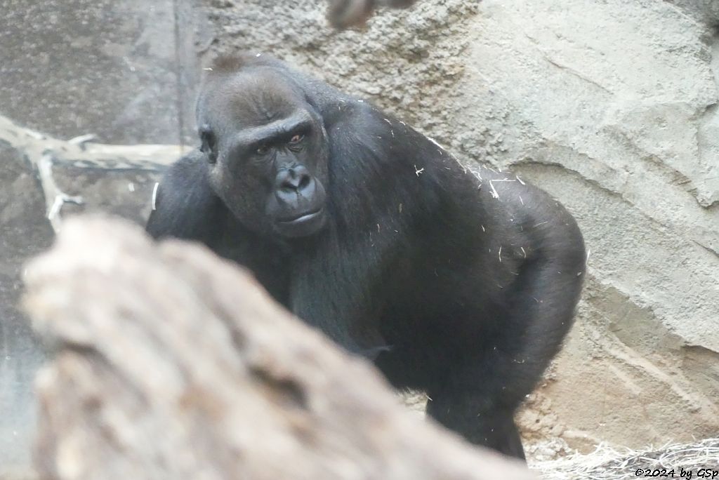 Flachlandgorilla