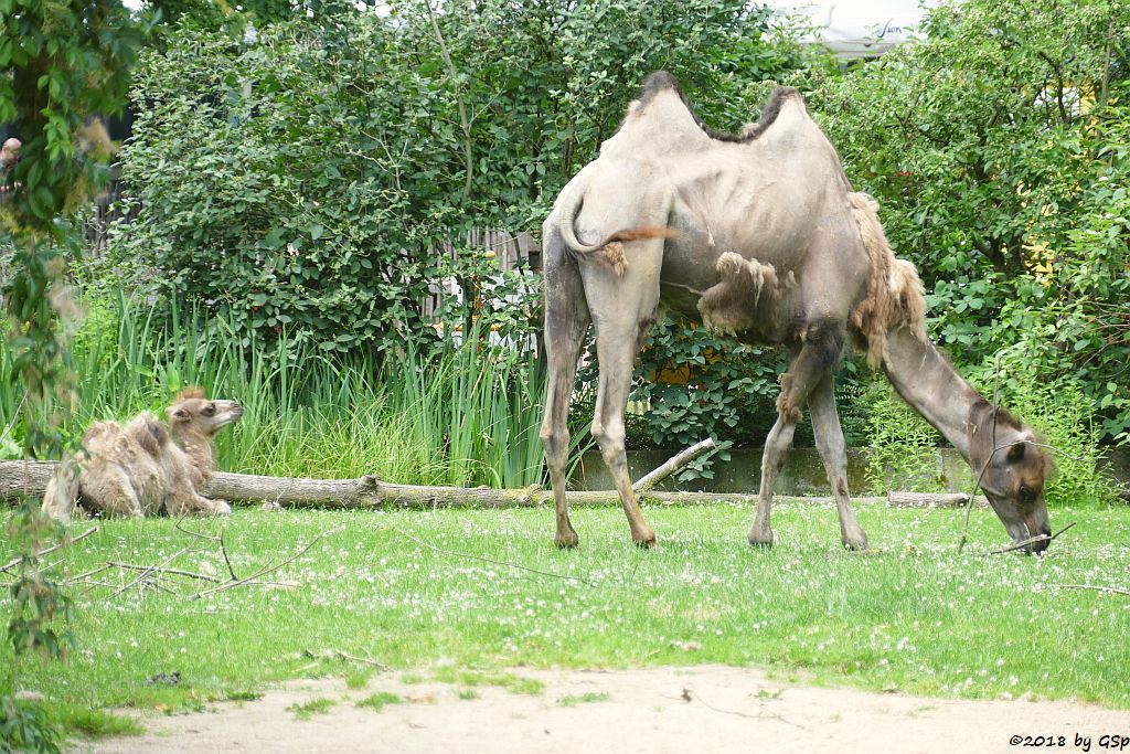 Trampeltier (Zweihöckriges Kamel), Jungtier geb. am 10.4.18 (10 Wochen)