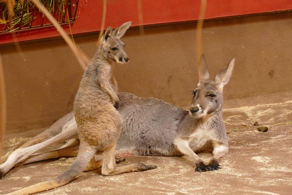 Rotes Riesenkänguru, Jungtier geb. Febr.2015