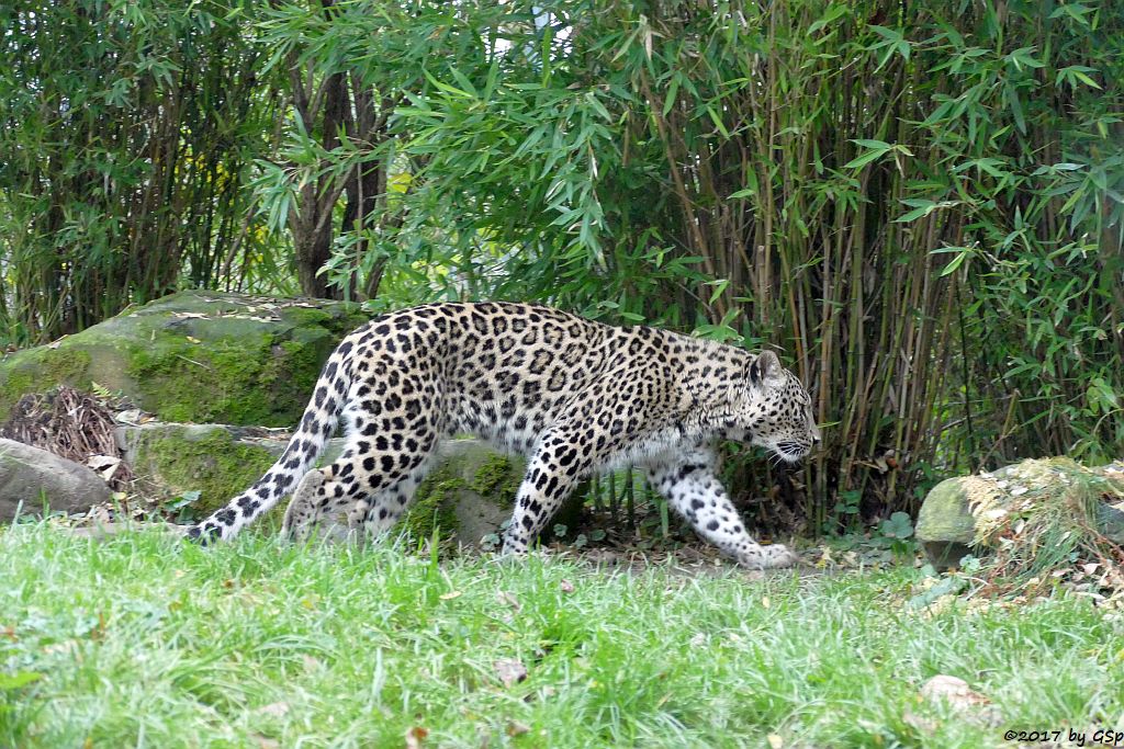 Nordpersischer Leopard (Afghanischer Leopard)