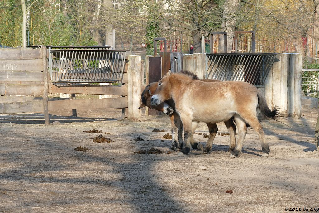 Przewalskipferd (Przewalski-Urwildpferd, Asiatisches Wildpferd)