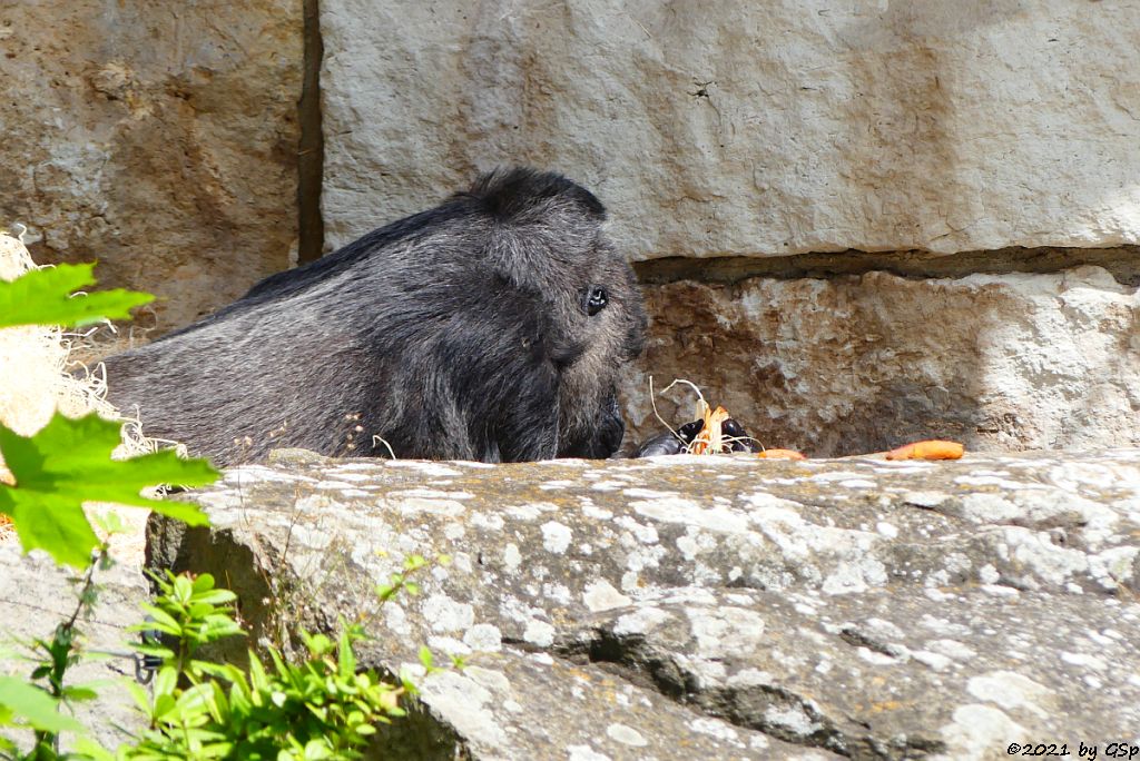 Flachlandgorilla FATOU (64 J.)