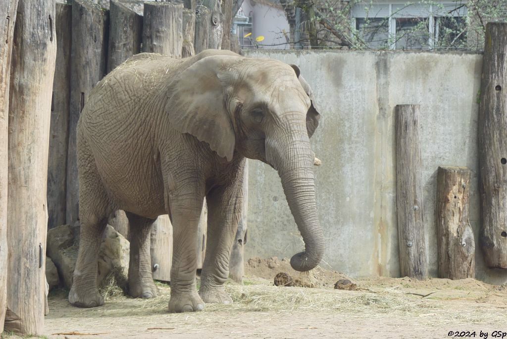 Elefanten Zoo Halle: PORI