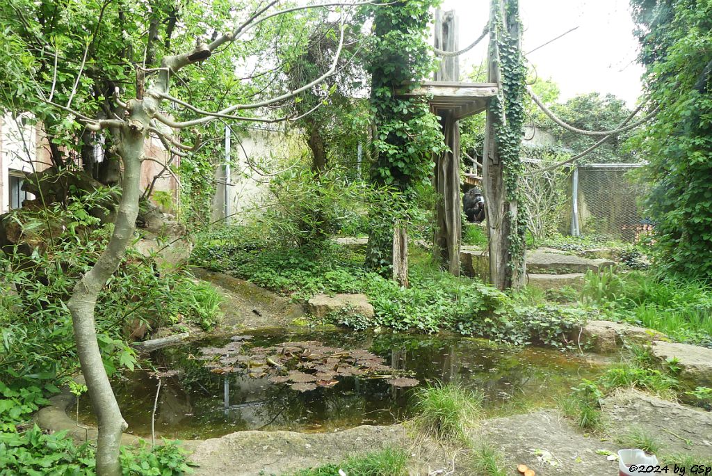 Zoo Halle: Schimpanse