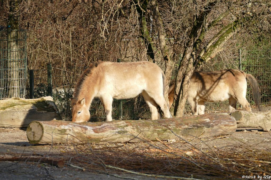 Przewalskipferd (Przewalski-Urwildpferd, Asiatisches Wildpferd)