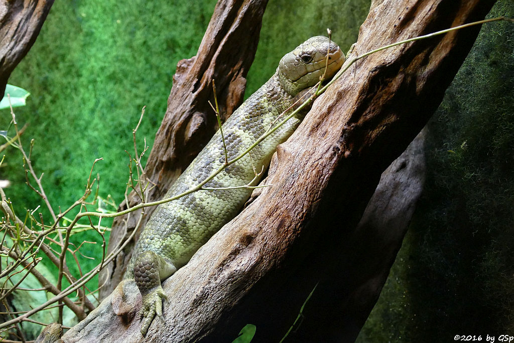 Wickelschwanzskink (Salomonen-Riesenskink)