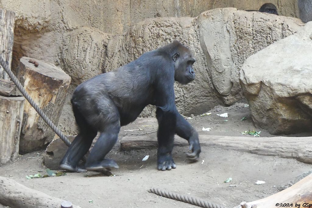 Westlicher Flachlandgorilla