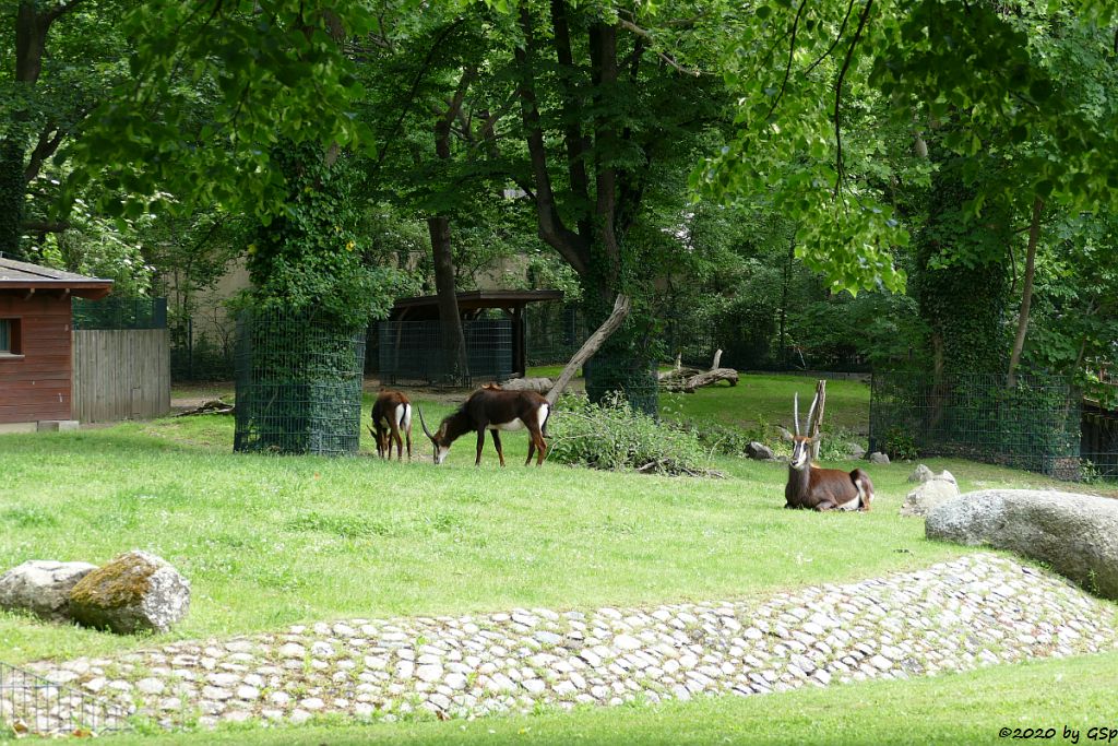 Südafrikanische Rappenantilope