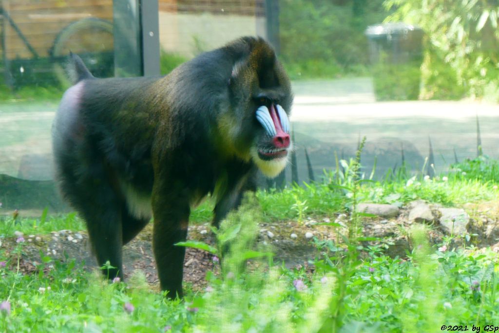 Mandrill