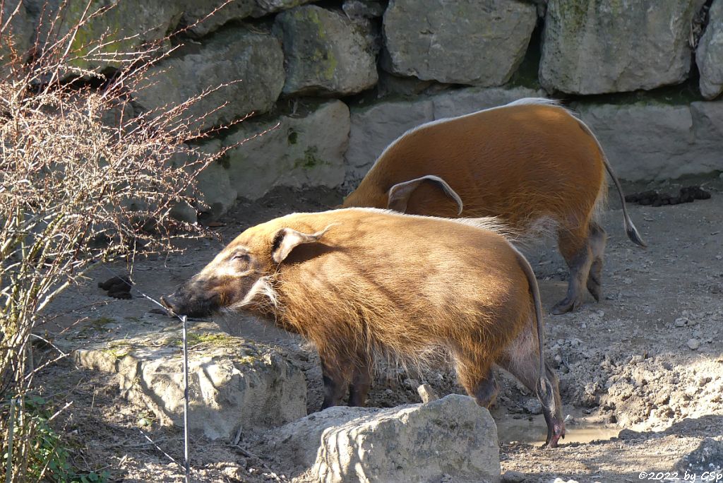 Pinselohrschwein (Rotes Flussschwein)