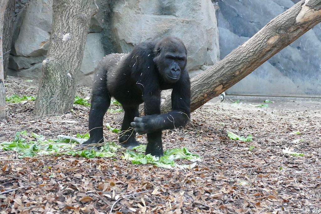 Flachlandgorilla QUEMBO