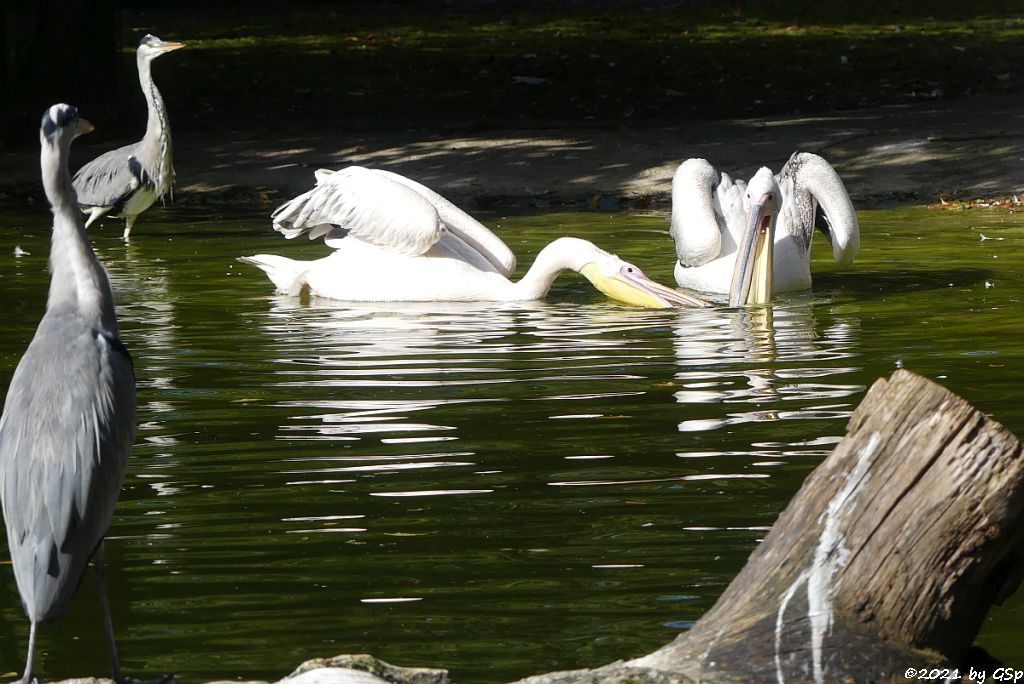 Graureiher (Fischreiher), Rosapelikan (Gewöhnlicher Pelikan)